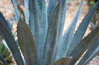 190312-15_PRONTODisneyCoronadoFL_A0018