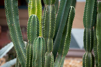 190312-15_PRONTODisneyCoronadoFL_A0021