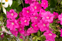 260801_ChristinaTabithaWEDAnchorInn_A0028