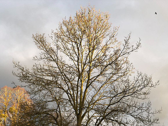 180216-20_OxfordLondonUKTrip_A0531