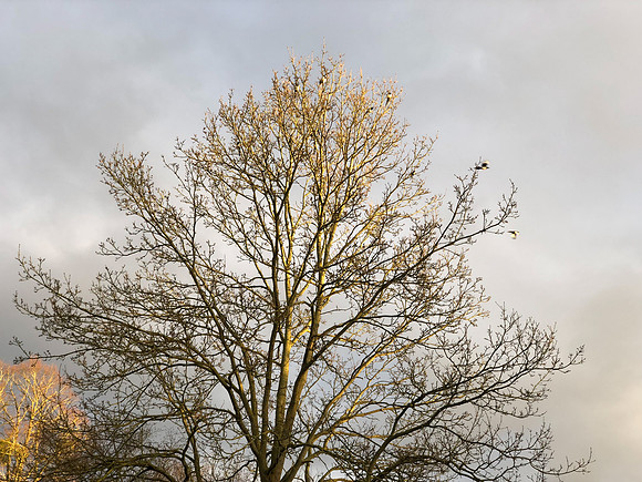 180216-20_OxfordLondonUKTrip_A0533