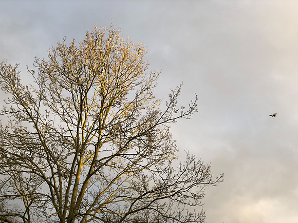 180216-20_OxfordLondonUKTrip_A0536