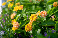 230916_MelodyFrankCelebrationsAtTheBayWED_A0003