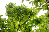 160505_PhillipsAfter5SavingNature_A0007